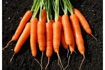 Havuçta A Vitamini Var mı?